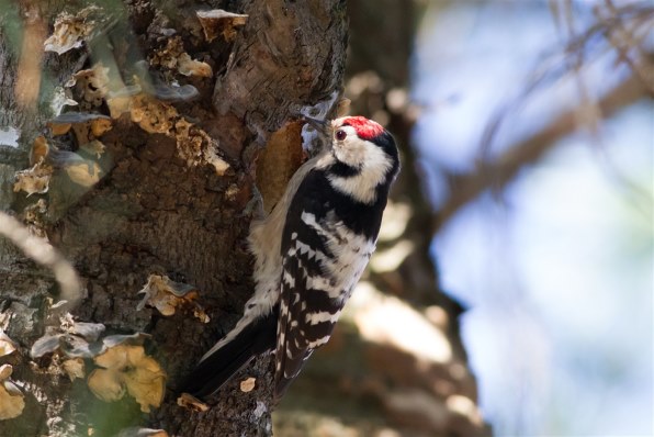 移り行く季節を トリトル作例version2 クチコミ掲示板 価格 Com