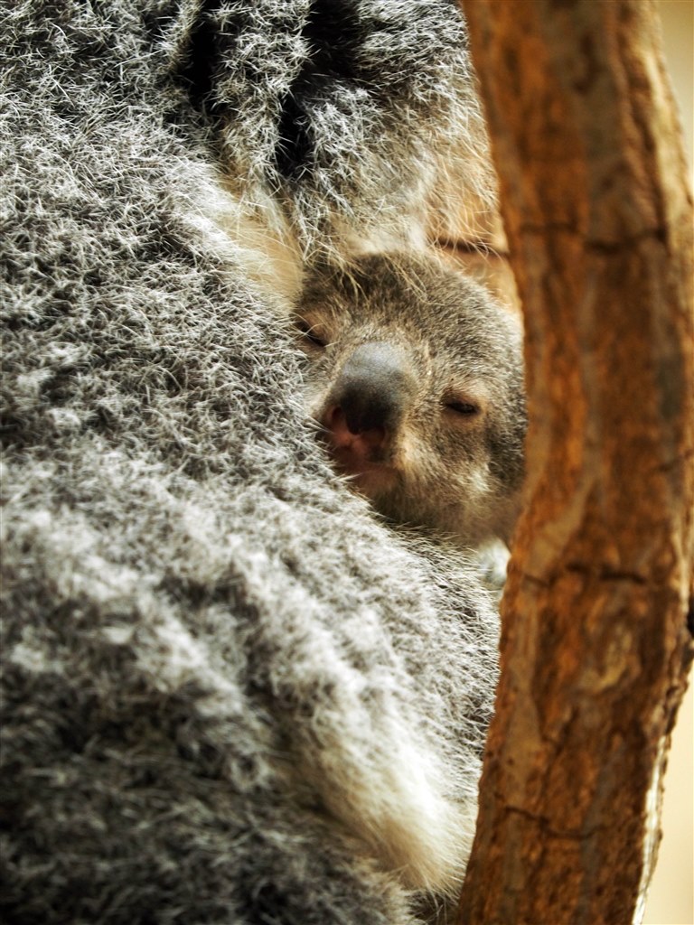 やっぱり動物園o O O オリンパス Olympus Om D E M1 ボディ のクチコミ掲示板 価格 Com