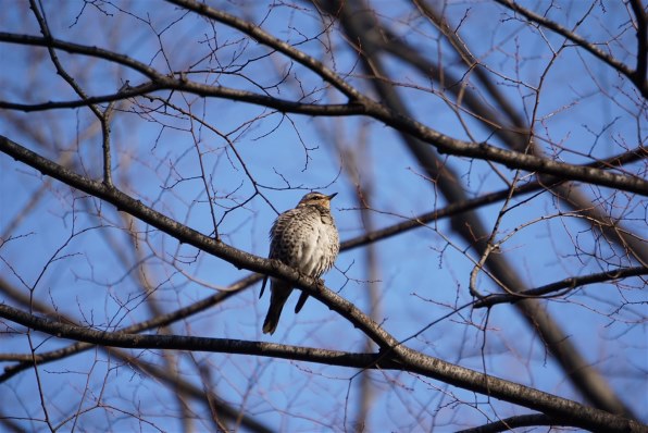 α6000で鳥を撮る』 SONY α6000 ILCE-6000Y ダブルズームレンズキット