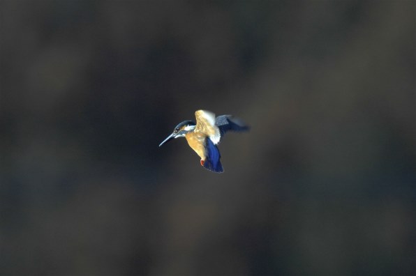 気軽なD2Xの作例』 ニコン D2X ボディ のクチコミ掲示板 - 価格.com