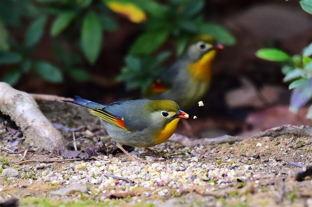 野鳥写真デビュー』 シグマ 150-600mm F5-6.3 DG OS HSM Sports