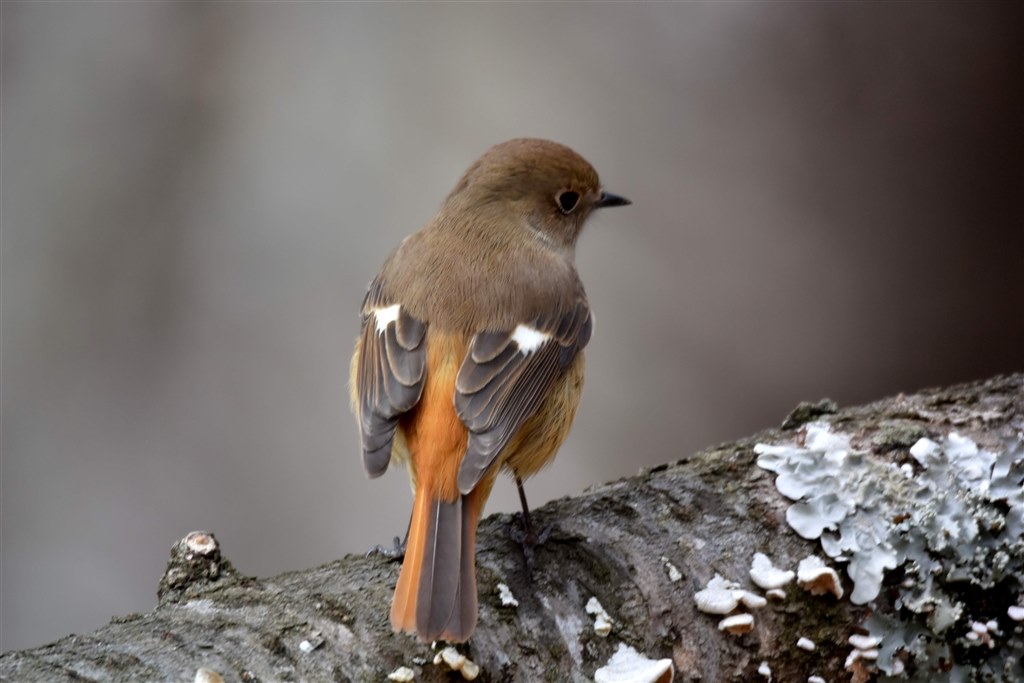 野鳥撮影に！sigma 150-600mm F5-6.3 Sports EF LUMIXで始める野鳥撮影[S5Ⅱ/Sigma150-600mmF5-6.3 DG DN OS