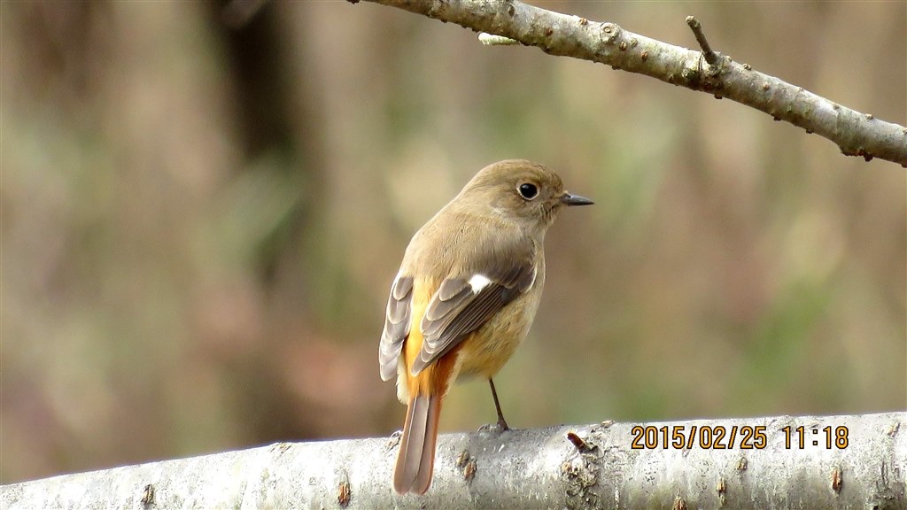 野鳥写真デビュー』 シグマ 150-600mm F5-6.3 DG OS HSM Sports