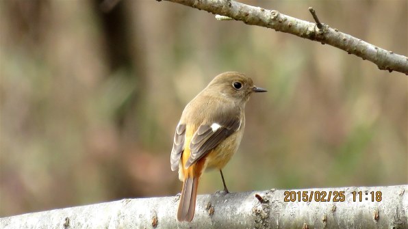野鳥撮影に！sigma 150-600mm F5-6.3 Sports EF sddefault.jpg