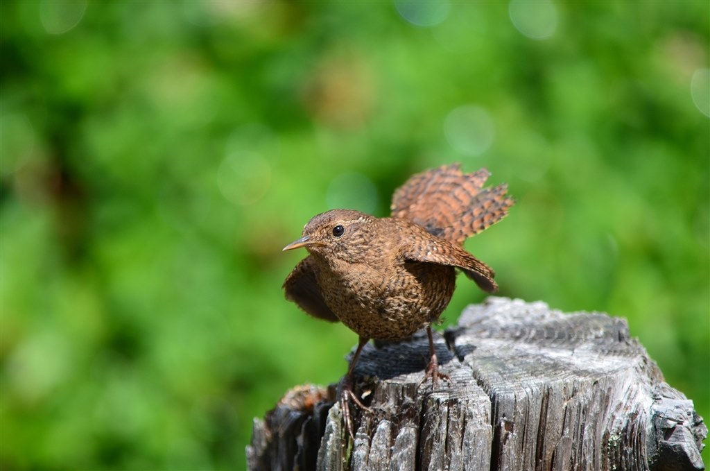野鳥写真デビュー』 シグマ 150-600mm F5-6.3 DG OS HSM Sports