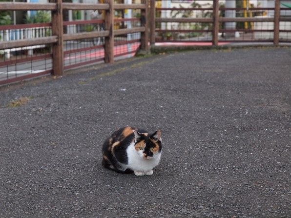 あなたが好きなネコの写真を見せて頂けませんか？Part11