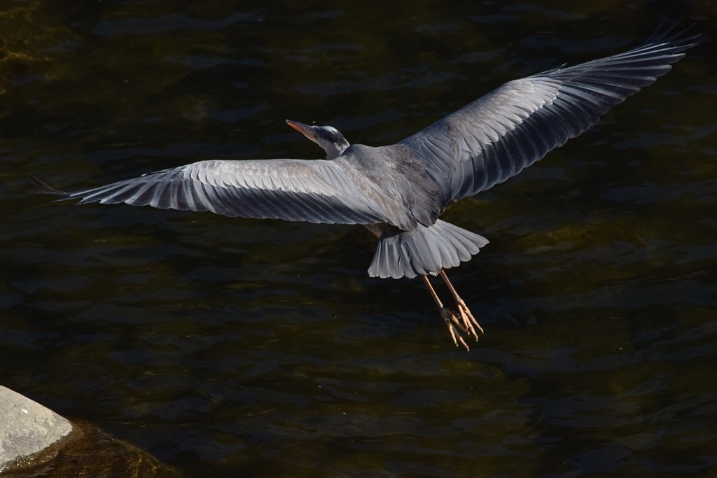 野鳥写真デビュー』 シグマ 150-600mm F5-6.3 DG OS HSM Sports