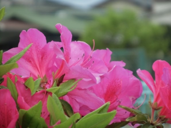 CANON IXY 630 [ピンク]投稿画像・動画 - 価格.com