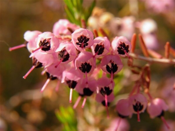 CANON IXY 630 [ピンク]投稿画像・動画 - 価格.com