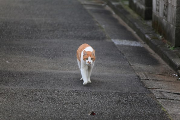 あなたが好きなネコの写真を見せて頂けませんか？Part11
