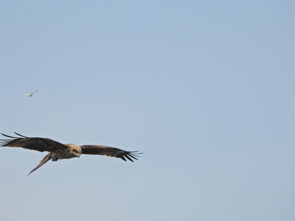 P900でお気楽野鳥撮影しましょう ニコン Coolpix P900 のクチコミ掲示板 価格 Com