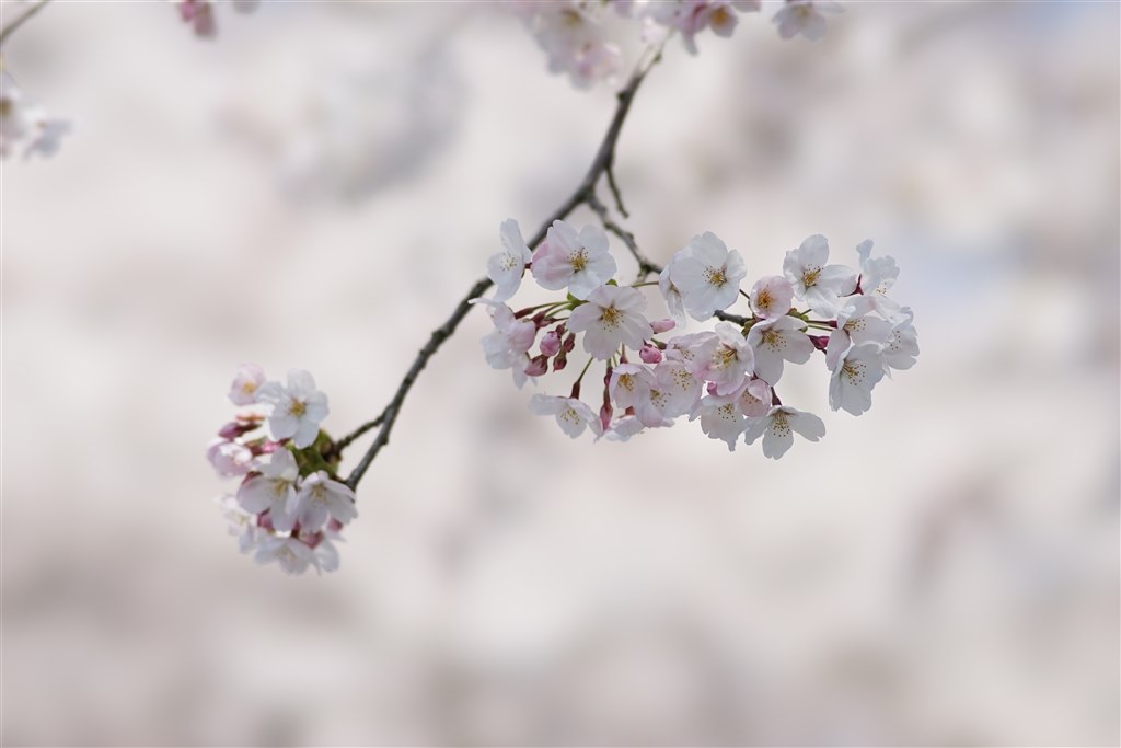 桜花 わに塚のサクラ🌸 樹齢300年以上、高さ約17mのエドヒガンの一本桜です