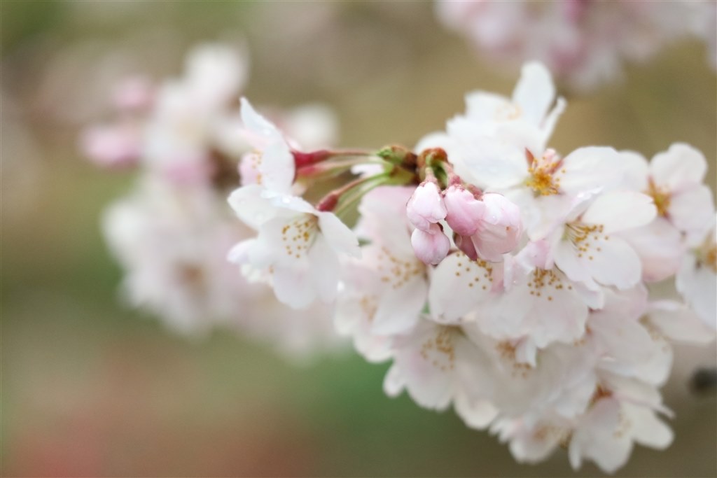 55-200とM3で桜を撮影してみました。』 CANON EF-M55-200mm F4.5-6.3 