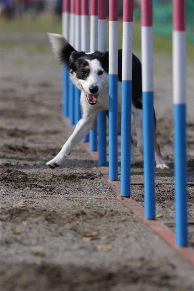 CanonEF135mmF2L USM／美品・UVフィルタ付／高解像とろけるボケ Canon EF135mm F2L USMを徹底解説。作例からレビューまで | ONE SCENE