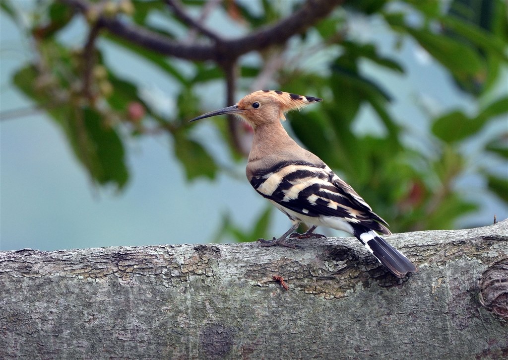 風景・野鳥撮影に✨超美品✨Nikon AF-S 55-300mm VR 超望遠 野鳥初撮り』 ニコン AF-S NIKKOR 300mm f/4E PF ED VR のクチコミ