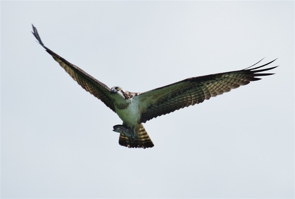 最近、野鳥撮影しています!』 シグマ APO 50-500mm F4.5-6.3 DG 最近、野鳥撮影しています!』 シグマ APO 50-500mm F4.5-6.3 DG
