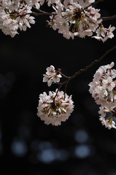 Gf1 S Owner 以外の方も のphoto Session Part 12 クチコミ掲示板 価格 Com