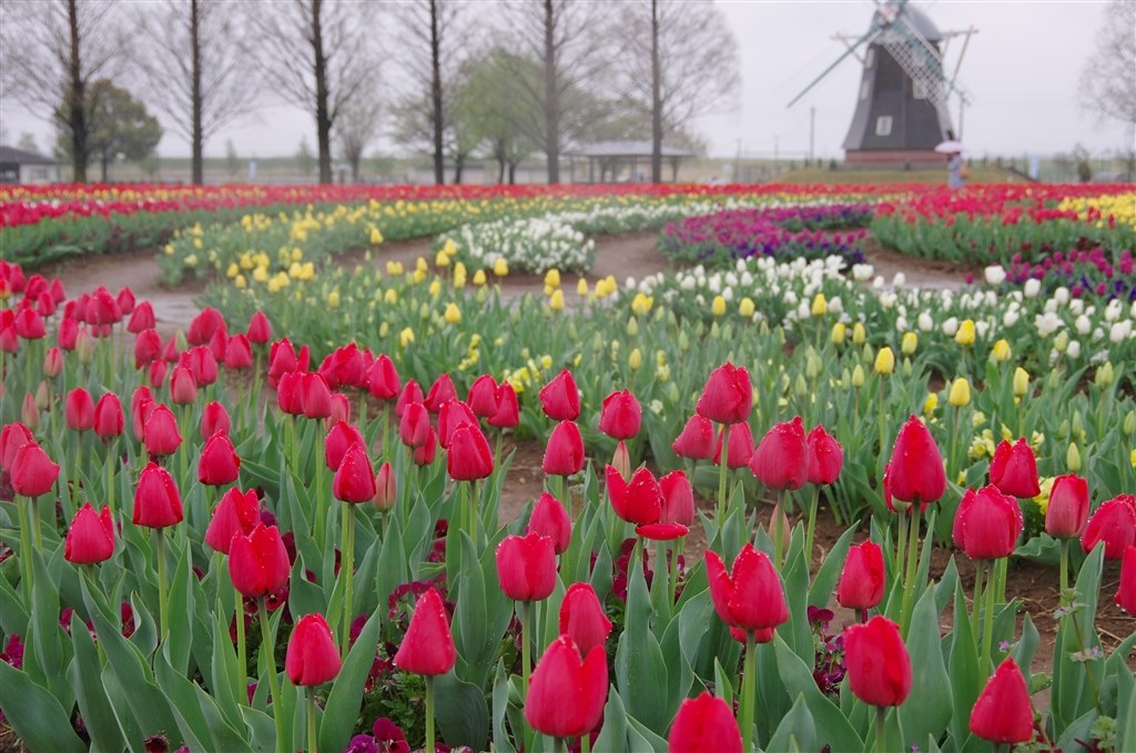 柏市あけほの山公園のチューリップ ペンタックス Pentax K 5 Ii ボディ のクチコミ掲示板 価格 Com