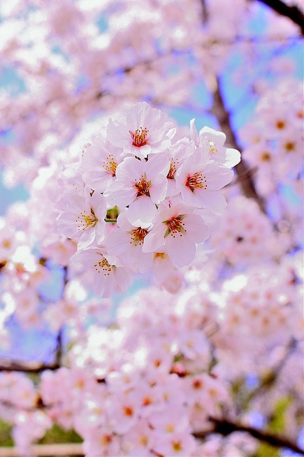 ﾊﾟｿｺﾝで見た時の画質が荒く見えます。』 CANON EOS Kiss X5 ボディ の