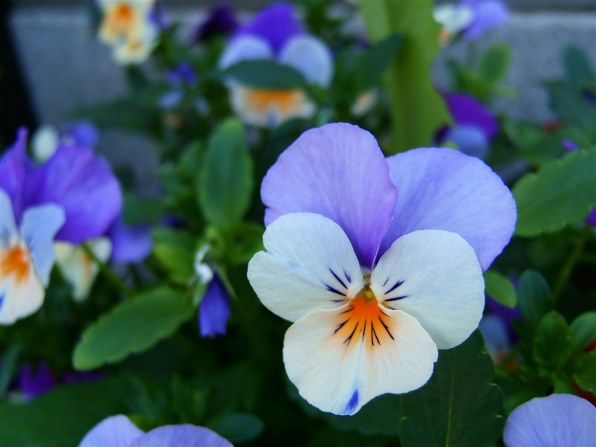 富士フイルム FinePix F810 価格比較 - 価格.com