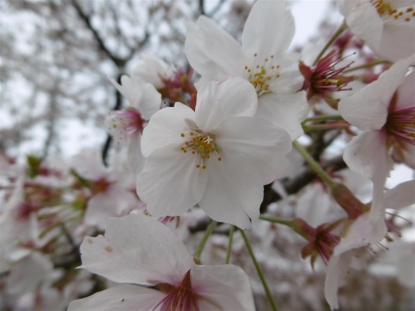 パナソニック LUMIX DMC-SZ10-W [ホワイト]投稿画像・動画 (掲示板