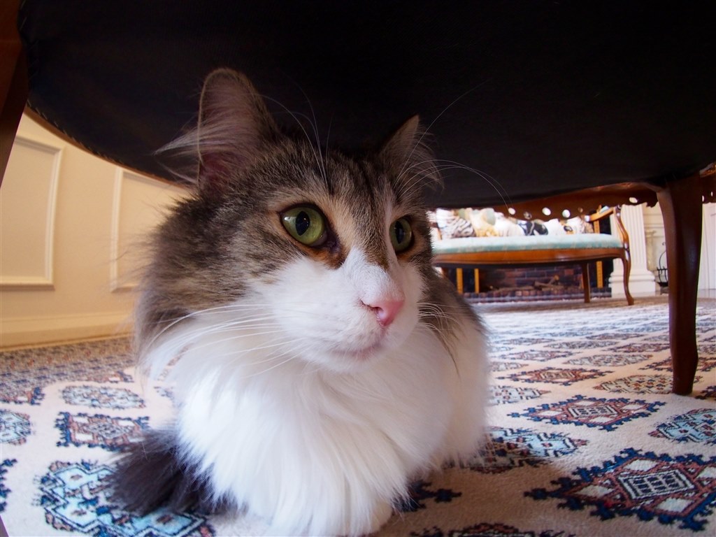 ボディキャップレンズで撮りました(^O^)』 オリンパス OLYMPUS