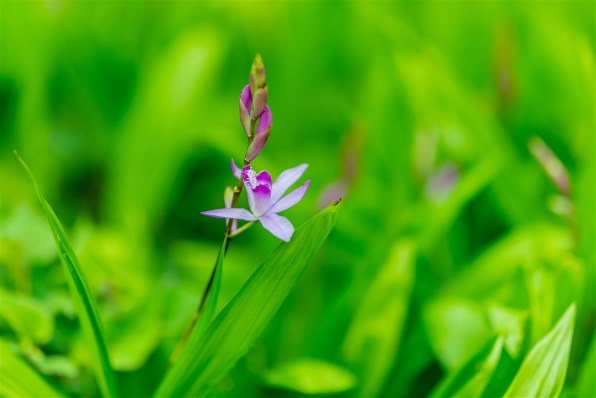 カールツァイス Otus 1.4/85 ZF.2 [ニコン用]投稿画像・動画