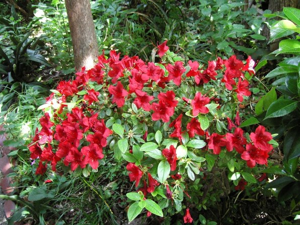 京セラ Finecam SL400Rで撮影された写真 - 価格.com