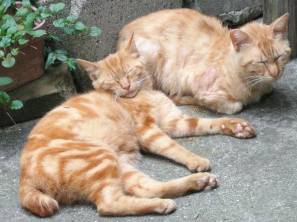 京セラ Finecam SL400Rで撮影された写真 - 価格.com