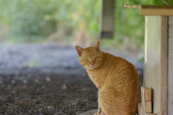 Ｄ６００＆Ｄ６１０の作例集まれ～っ！ヽ(^0^)ノ Ｐａｒｔ10』 ニコン 