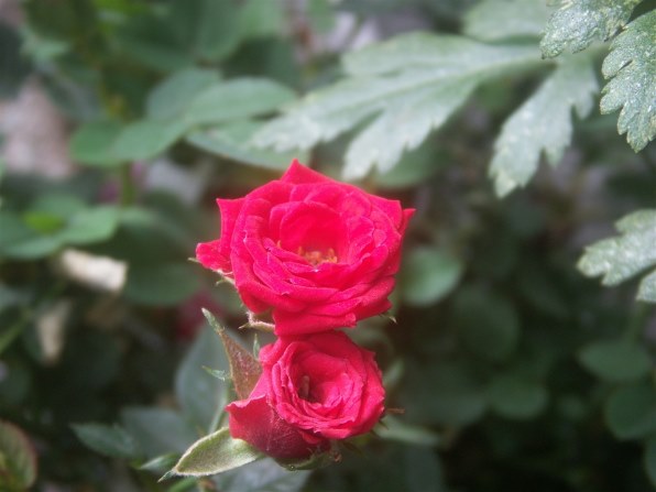 コニカ ミノルタ DiMAGE X1で撮影された写真 - 価格.com