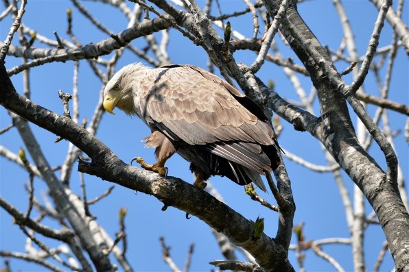 野鳥撮影に！sigma 150-600mm F5-6.3 Sports EF maxresdefault.jpg