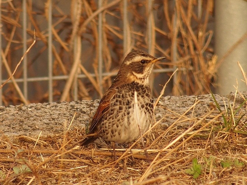 野鳥撮影について』 オリンパス OLYMPUS STYLUS 1s のクチコミ掲示板