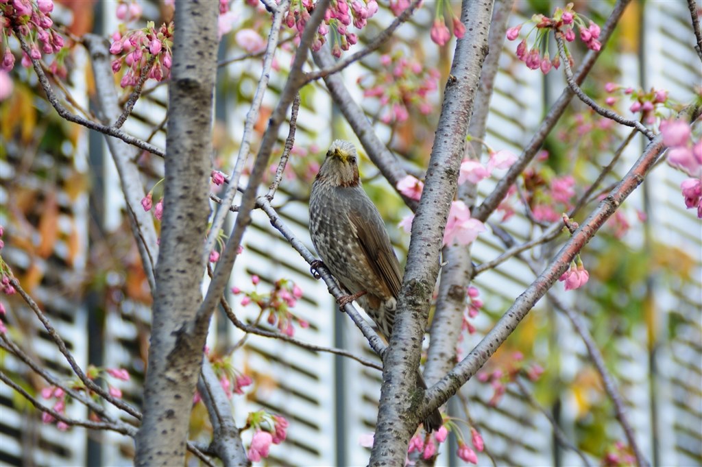 画質について』 TAMRON AF 18-200mm F/3.5-6.3 XR Di II LD 画質について』 TAMRON AF 18-200mm F/3.5-6.3 XR Di II LD