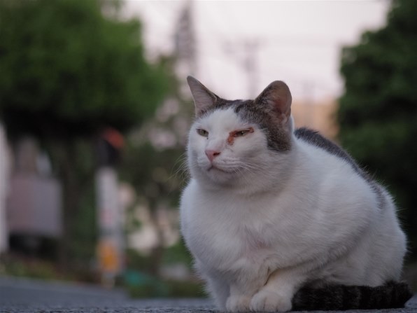 じゃれねこ『2月66 キュートネコ×ピンク』