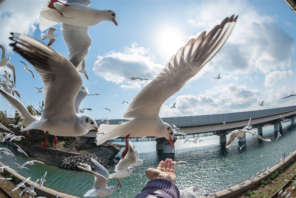 シグマ15mm魚眼とNikon 14-24mmの両方所有は無駄？』 シグマ 15mm F2.8