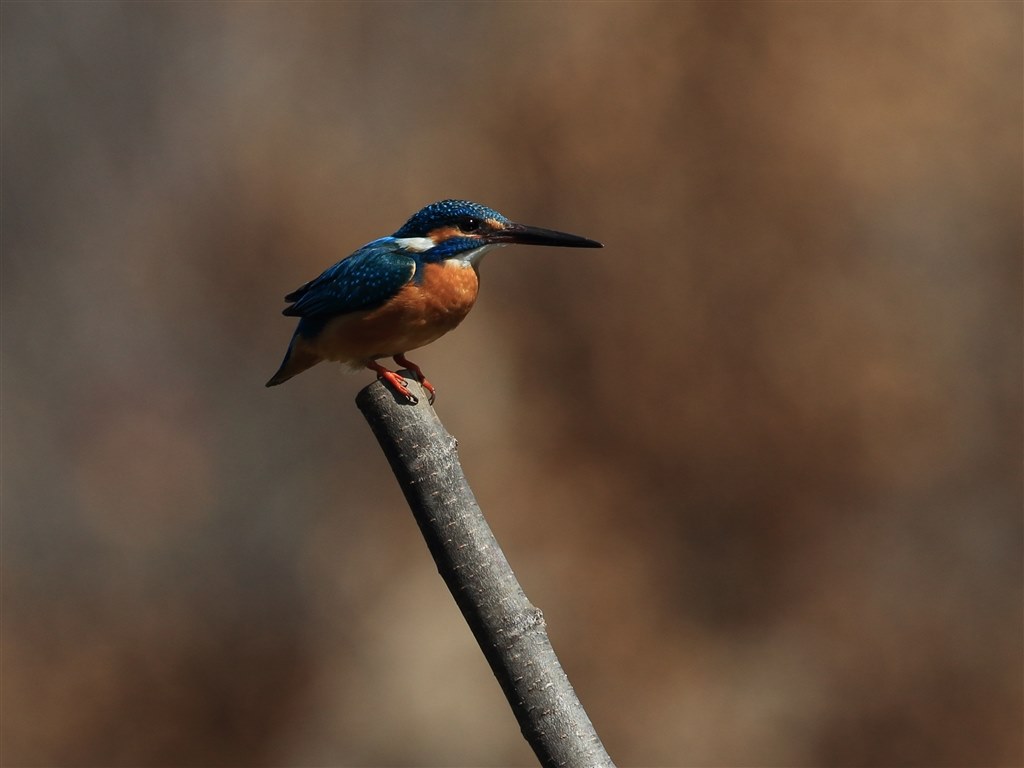 野鳥撮影に！Canon 7d mark II！EOS キヤノン 野鳥を撮影されている方に質問です』 CANON EOS 7D Mark II