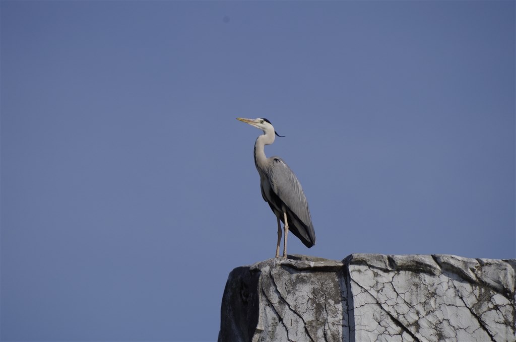 少年野球の撮影』 ペンタックス PENTAX K-50 ダブルズームキット
