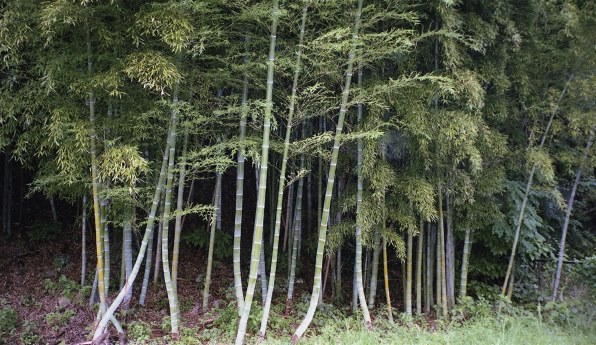 オリンパスOLYMPUS μズーム 130 OZ105R 2台セット オリンパス OZ105R投稿画像・動画 - 価格.com オリンパスOLYMPUS μ