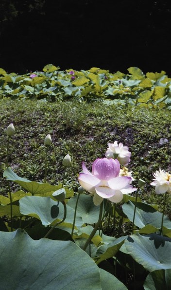 オリンパス OZ105R投稿画像・動画 - 価格.com