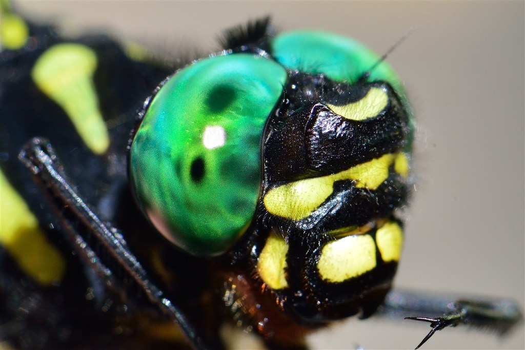 Microな生物たち 2015』 ニコン AF-S VR Micro-Nikkor 105mm f