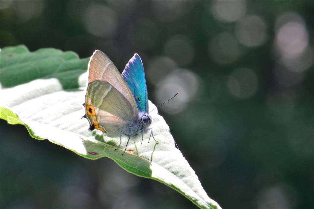 Microな生物たち 2015』 ニコン AF-S VR Micro-Nikkor 105mm f