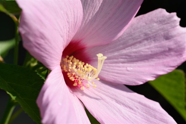 シグマ SIGMA dp3 Quattroのクチコミ - 価格.com