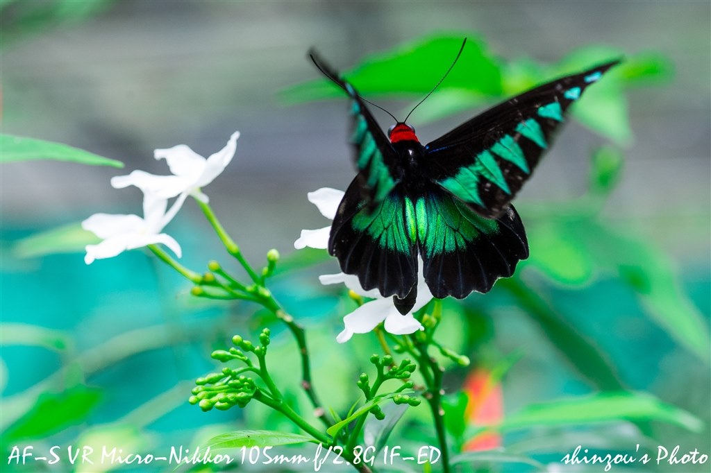 Microな生物たち 2015』 ニコン AF-S VR Micro-Nikkor 105mm f