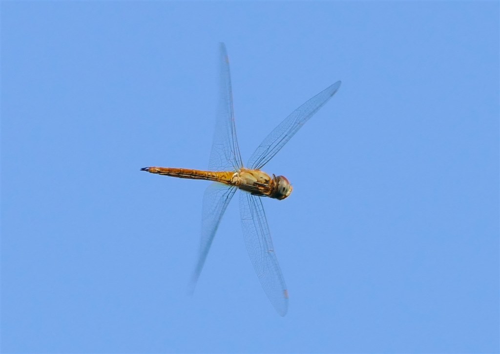 100以上 トンボ 飛行能力 トンボ 飛行能力 最強
