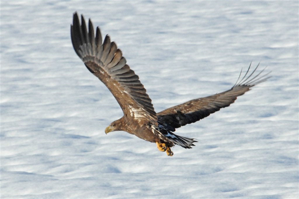 完全ジャンク！　NikonD4s ボディのみ 完全ジャンク！ NikonD4s ボディのみ NikonD4s購入決めました