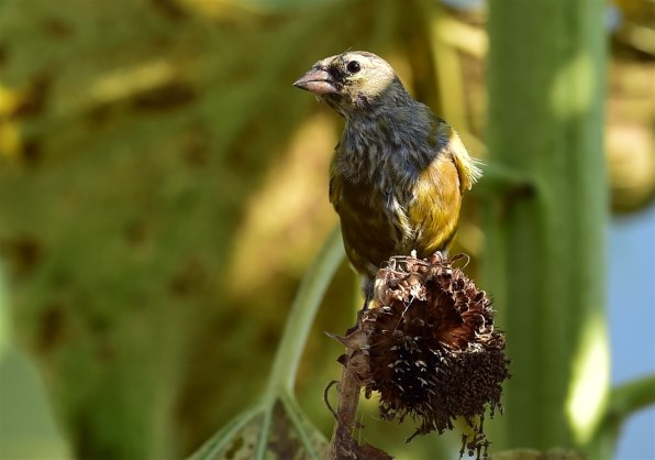 野鳥の作例』 ニコン AF-S NIKKOR 500mm f/4E FL ED VR のクチコミ 