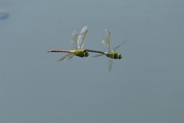 トンボ adidas ZX Shoes 30 Years Of Torsion FU8404 FU8405 FU8406