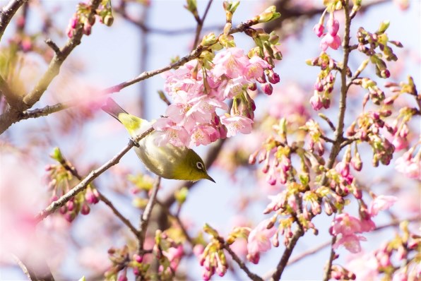 鳥の作例』 オリンパス M.ZUIKO DIGITAL ED 75-300mm F4.8-6.7 II 