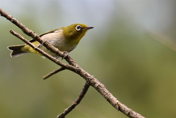 野鳥の作例』 ニコン AF-S NIKKOR 500mm f/4E FL ED VR のクチコミ